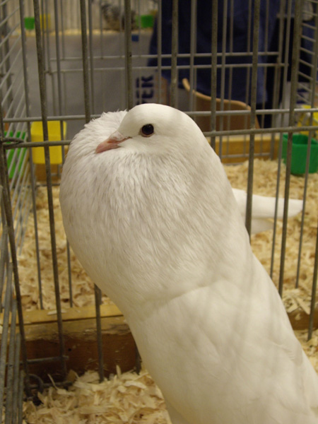 IMGP7415