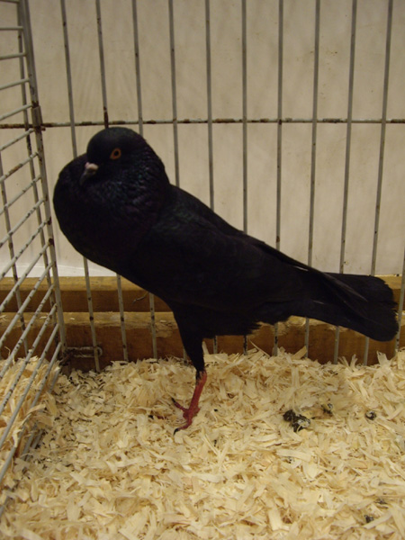 IMGP7417