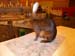 SAM_2947
