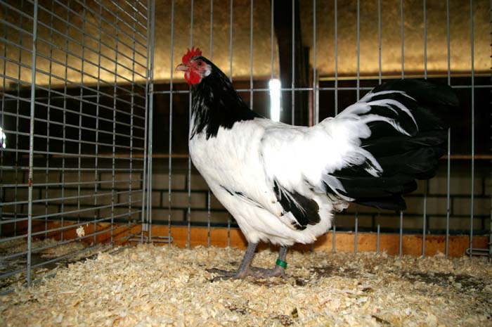 Jongdierendag 012