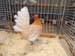 SAM_9338
