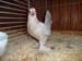SAM_9351