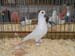 SAM_9366