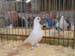 SAM_9367