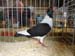 SAM_9368