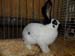 SAM_2838