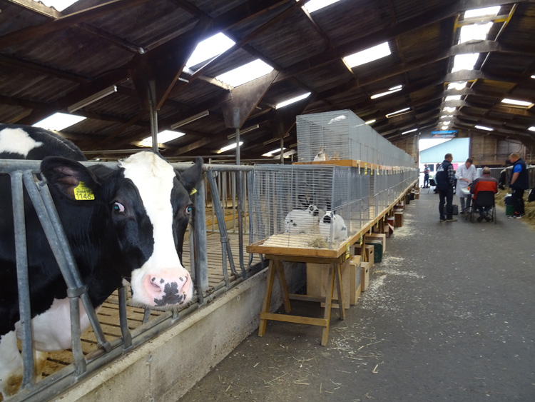 Jongdierendag PKV Frisia 2020 (1)