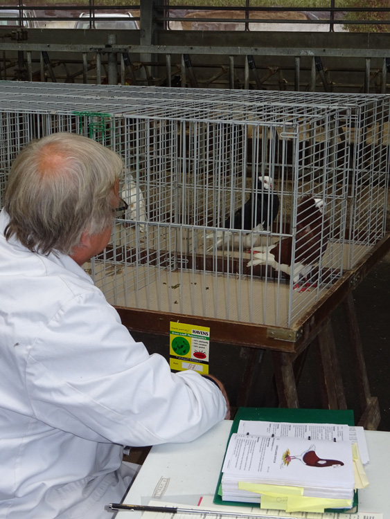 Jongdierendag PKV Frisia 2020 (30)