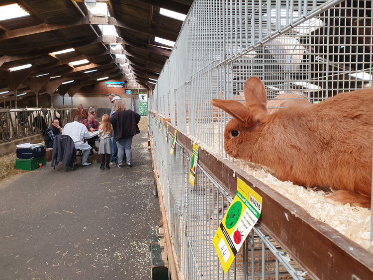 Jongdierendag PKV Frisia 2020 2 (3)